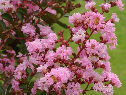 Lagerstroémie 'Rosa' (Balení kontejner C9)