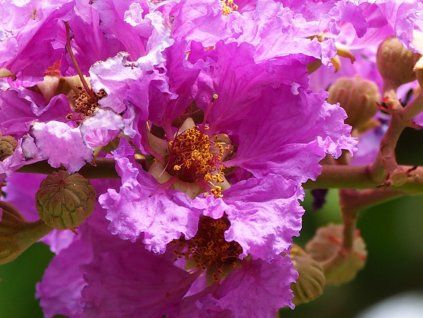 134886 lagerstroemie viola