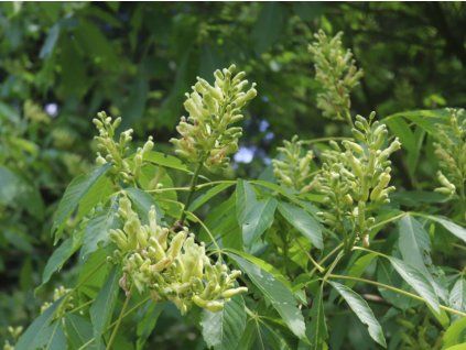 134970 jirovec prehlizeny