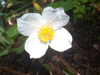 135045 pramak snehobily eomecon chionantha