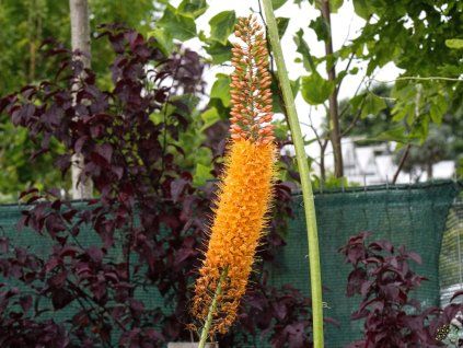 Eremurus isabellinus 'Rumba' (1)