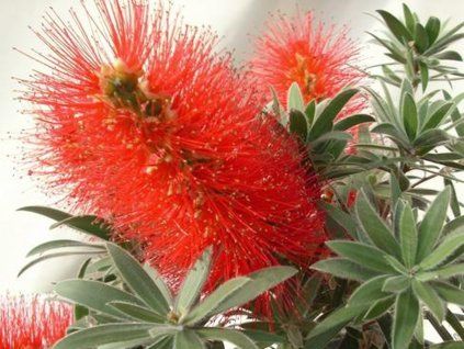 135237 stetkovec mini red