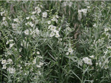 135312 gomphostigma virgatum silver butterfly