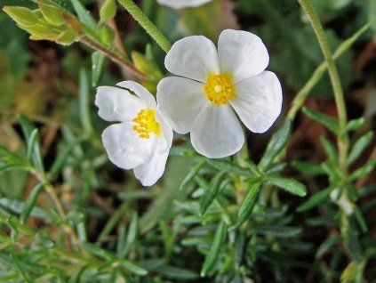 135324 devaternikovec halimium umbellatum