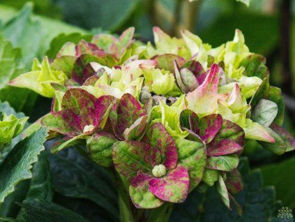Hydrangea m. 'Lady Mata Hari'® pink (1)