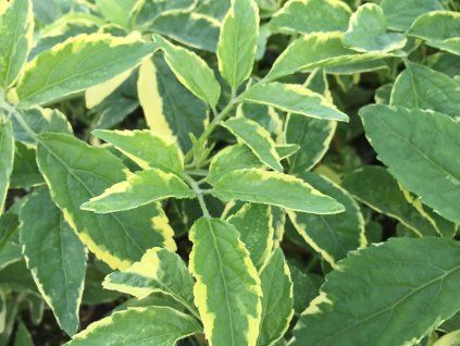 135834 bez cerny instant karma