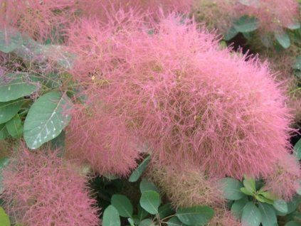 Ruj vlasatá 'Candy Floss' (Balení kontejner C5)