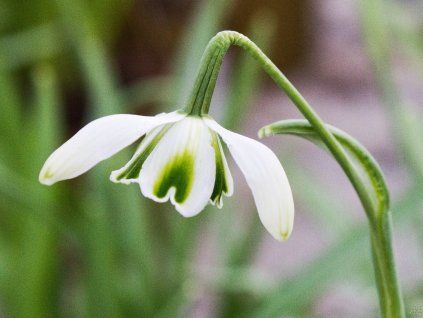 Elwes' Schneeglöckchen