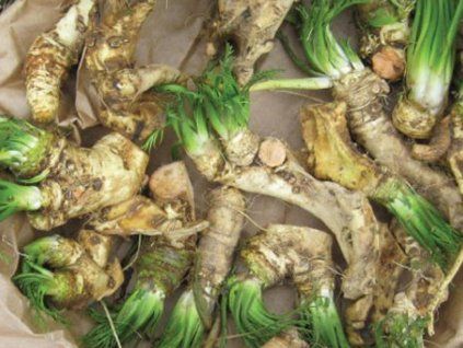 Křen selský (Balení kontejner p14)