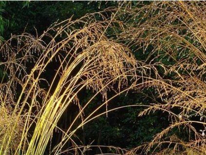 knielos, handgeschabt