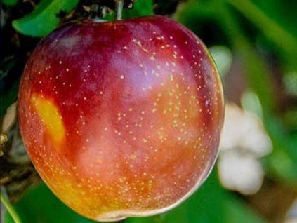 36063 bluma casselman