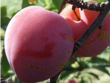 36081 bluma superior