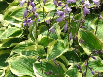 36303 bohyska pilgrim hosta pilgrim