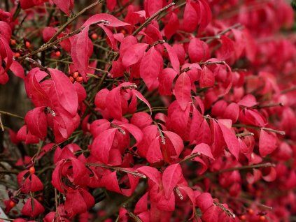 0dce8eca45 pYxVauWBxdIV