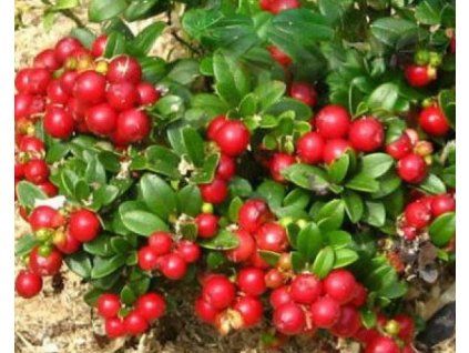 37266 1 Cranberry-Ernte