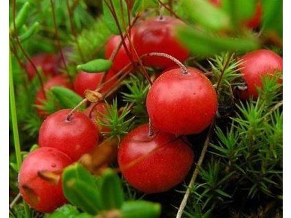 Großfrüchtige Cranberry 'Macro Hoves' (Containerware p9)