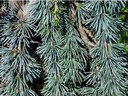 37458 4 glauca pendula cedr