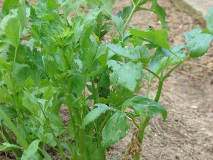 37476 celer rapikaty listovy