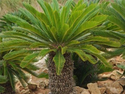 Cycad