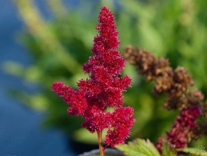 Astilbe Red Sentinel (2)