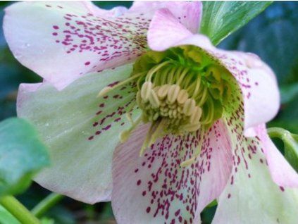 Östliches Tschernobyl