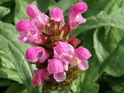 �ernohl�vek rubra