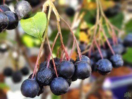 Aronia Galicjanka (1)