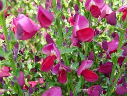 38133 1 cilimnik boskoop ruby