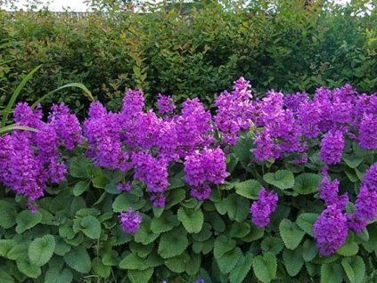 Großblumiger Reiniger