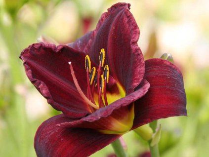 Hemerocallis Starling