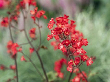 Dlužicha krvavá 'Ruby Bells' - Heuchera sanguinea 'Ruby Bells' (Balení kontejner p11)