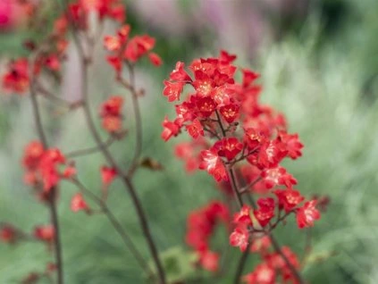 38850 dluzicha krvava ruby bells heuchera sanguinea ruby bells