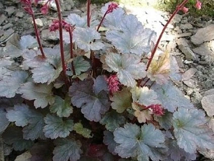 Schuld der Préhonice