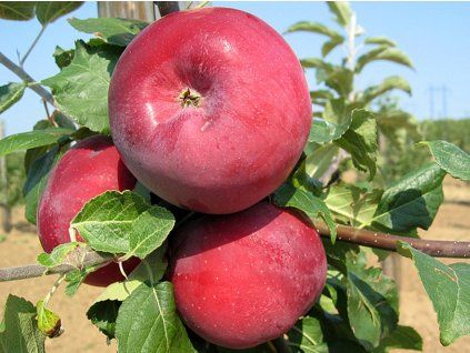 42171 jablon admiral