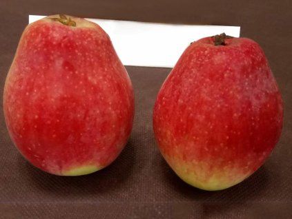 42936 jablon ovci hubicka