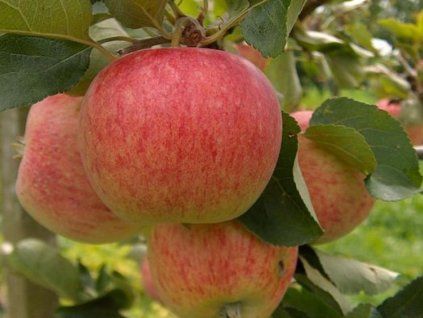 42957 3 jablon piros