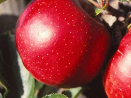 43056 jablon red jonagold