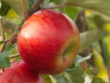 43152 3 jablon rubin