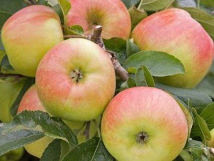 43290 jablon sunrise