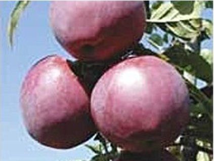 43365 jablon waleria