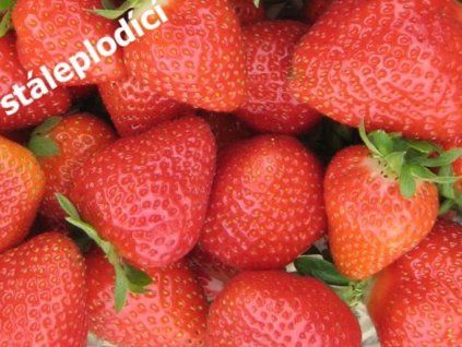 Erdbeeren 1