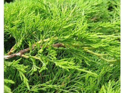 43824 1 Wacholderzweig