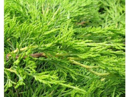 43827 1 Wacholderzweig