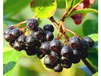 Je��b �ern� �Nero� (Balen� kontejner C11)
