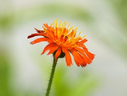 Orangen-Kippständer