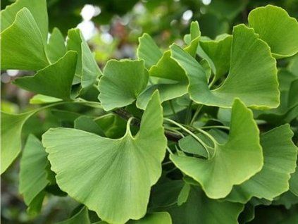 Ginkgo biloba