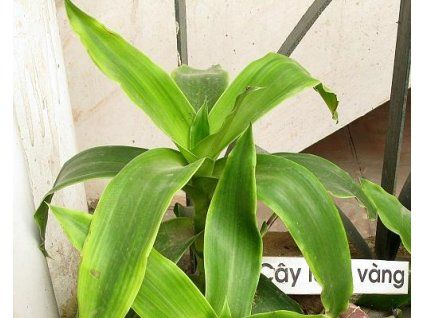 44943 1 Duftende Callisia