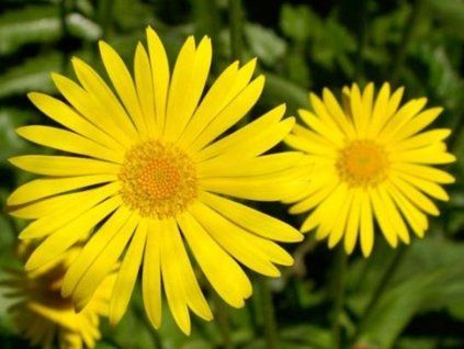 kamzi�n�k srd�it�