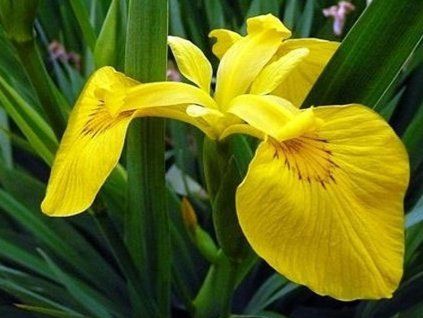 Iris „gelb“