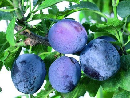 62811 svestka herman